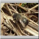 Anthophora plumipes - Pelzbiene m01.jpg